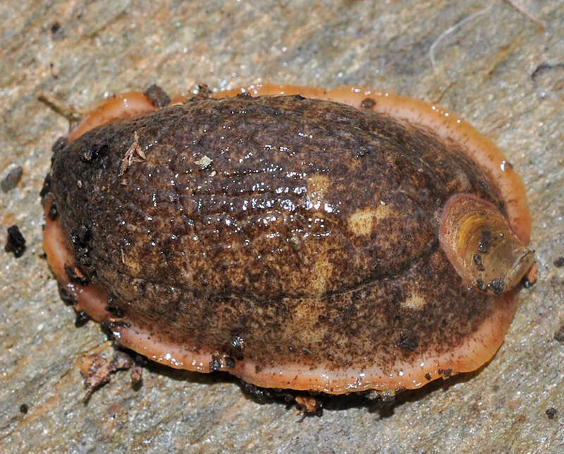 Image of Shelled slug