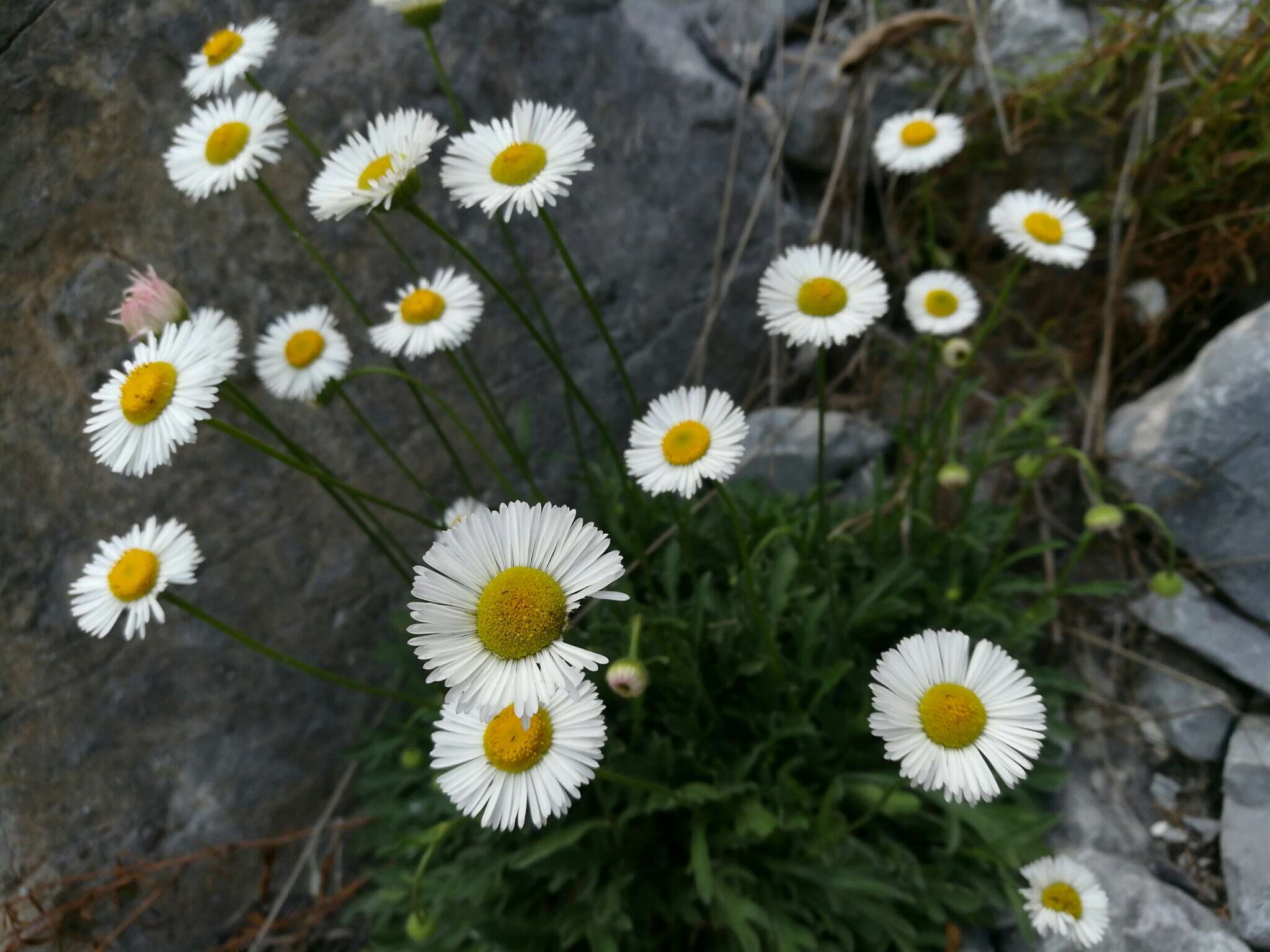 Image de Erigeron dryophyllus A. Gray