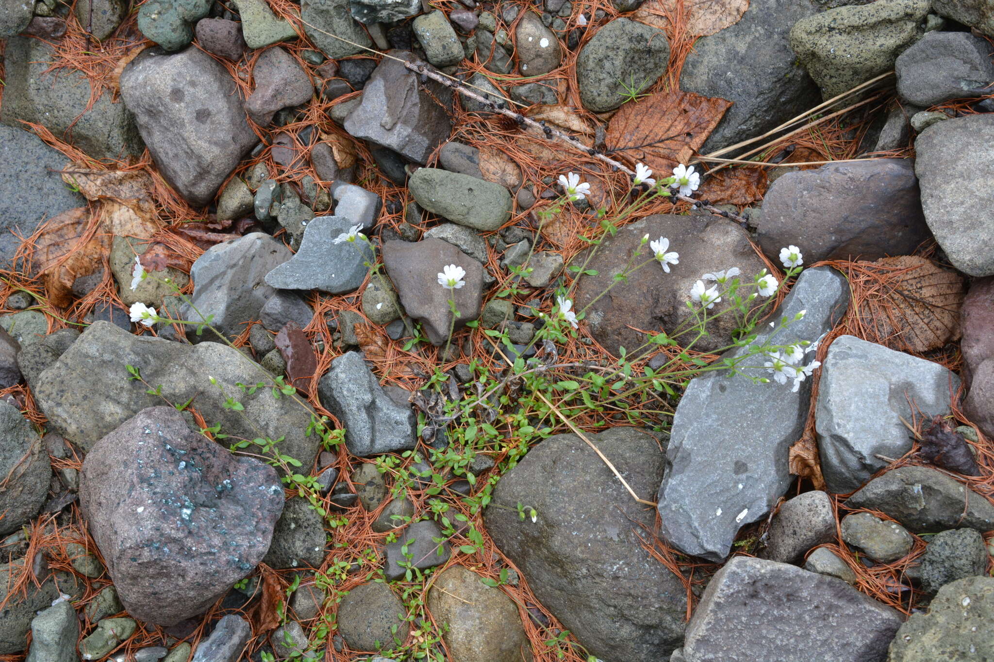 Image of Regel's chickweed