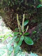 Image of Peperomia trichophylla Baker