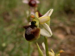 Image of Ophrys arachnitiformis Gren. & Philippe