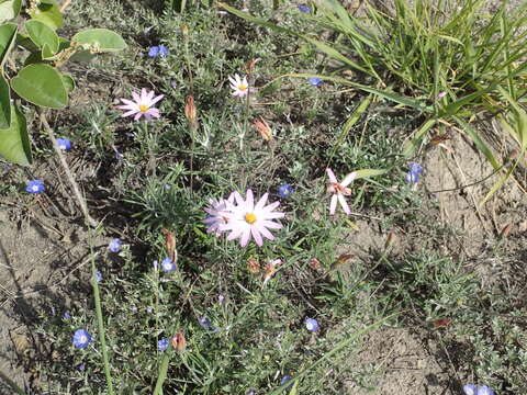 Image of Onoseris hyssopifolia Kunth