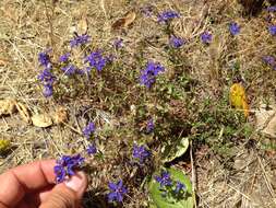 Image of <i>Lysimachia monelli</i>