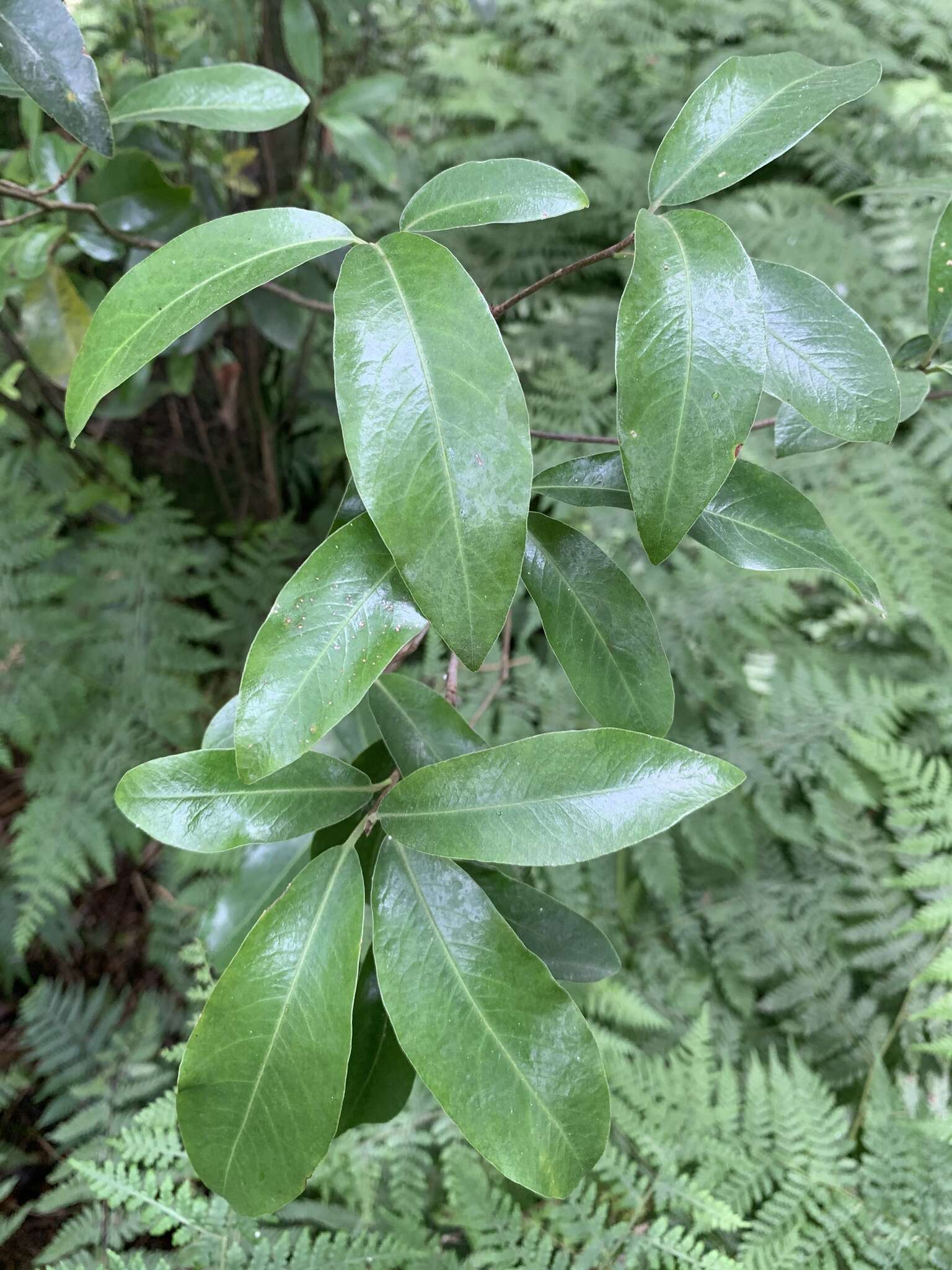 Image de Pittosporum huttonianum T. Kirk