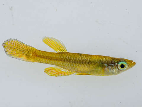 Image of Lacustricola johnstoni