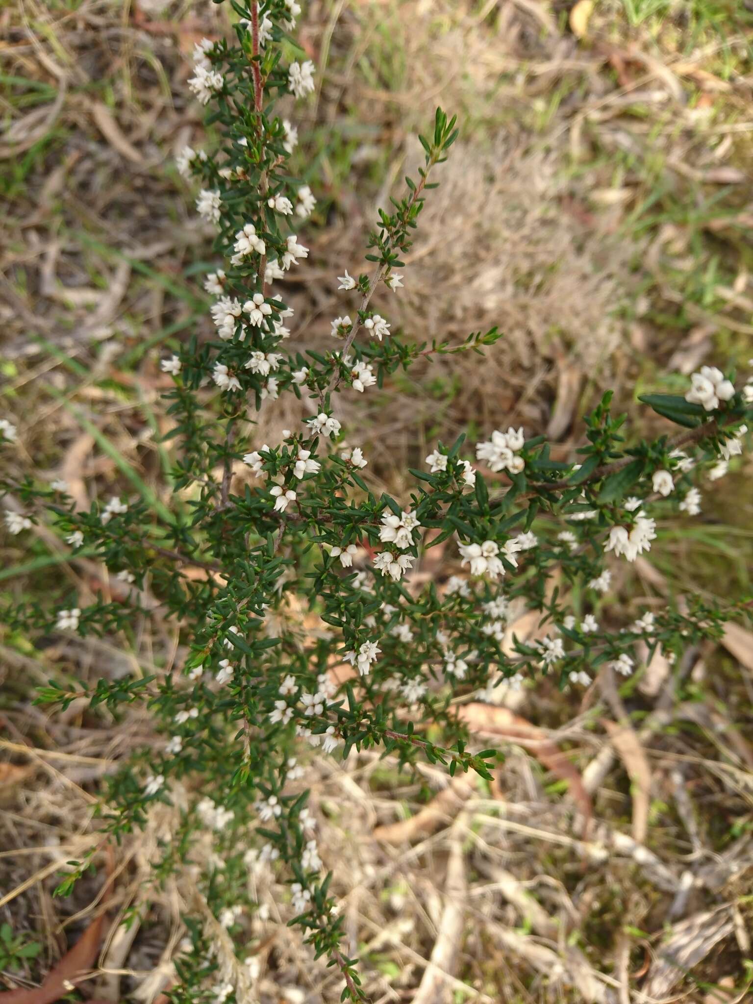 Image of Cryptandra tomentosa Lindl.