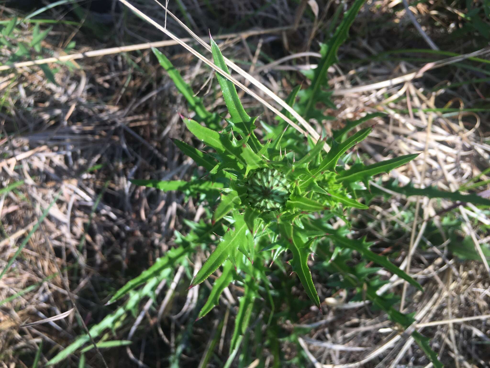 Imagem de Cirsium lecontei Torr. & A. Gray