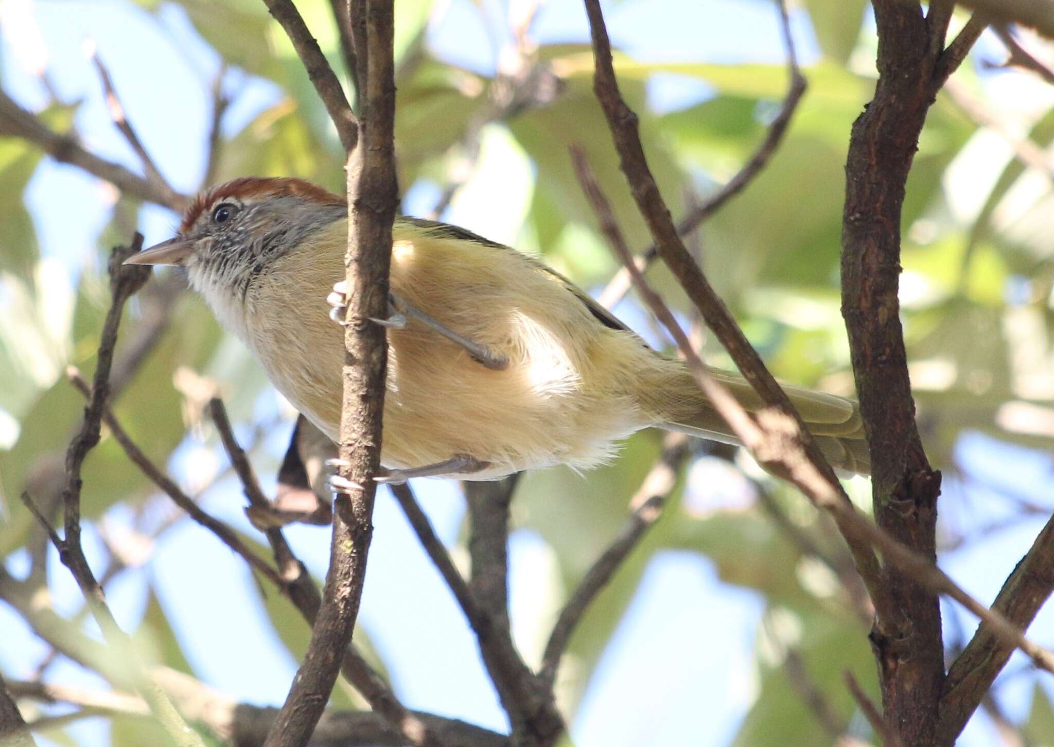 صورة Hylophilus amaurocephalus (Nordmann 1835)