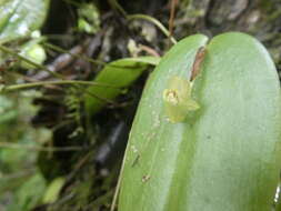 Image of Pleurothallis epiglottis Luer