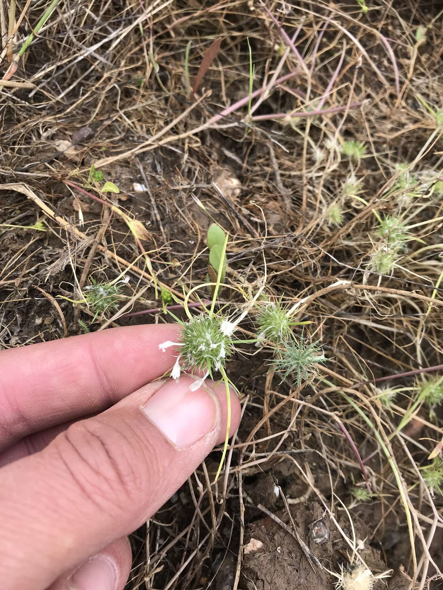 Image of Myers' pincushionplant