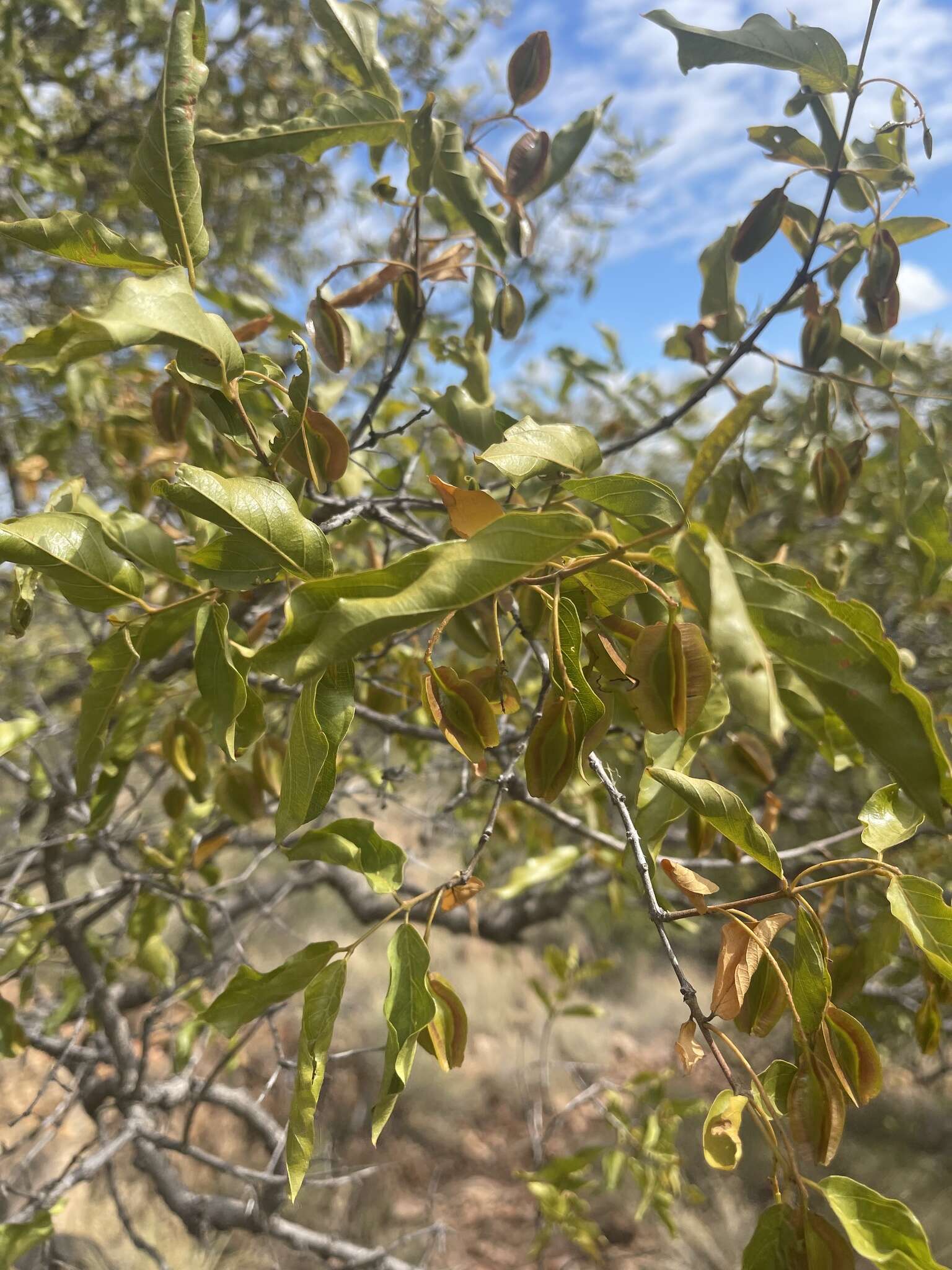 Imagem de Combretum apiculatum subsp. apiculatum