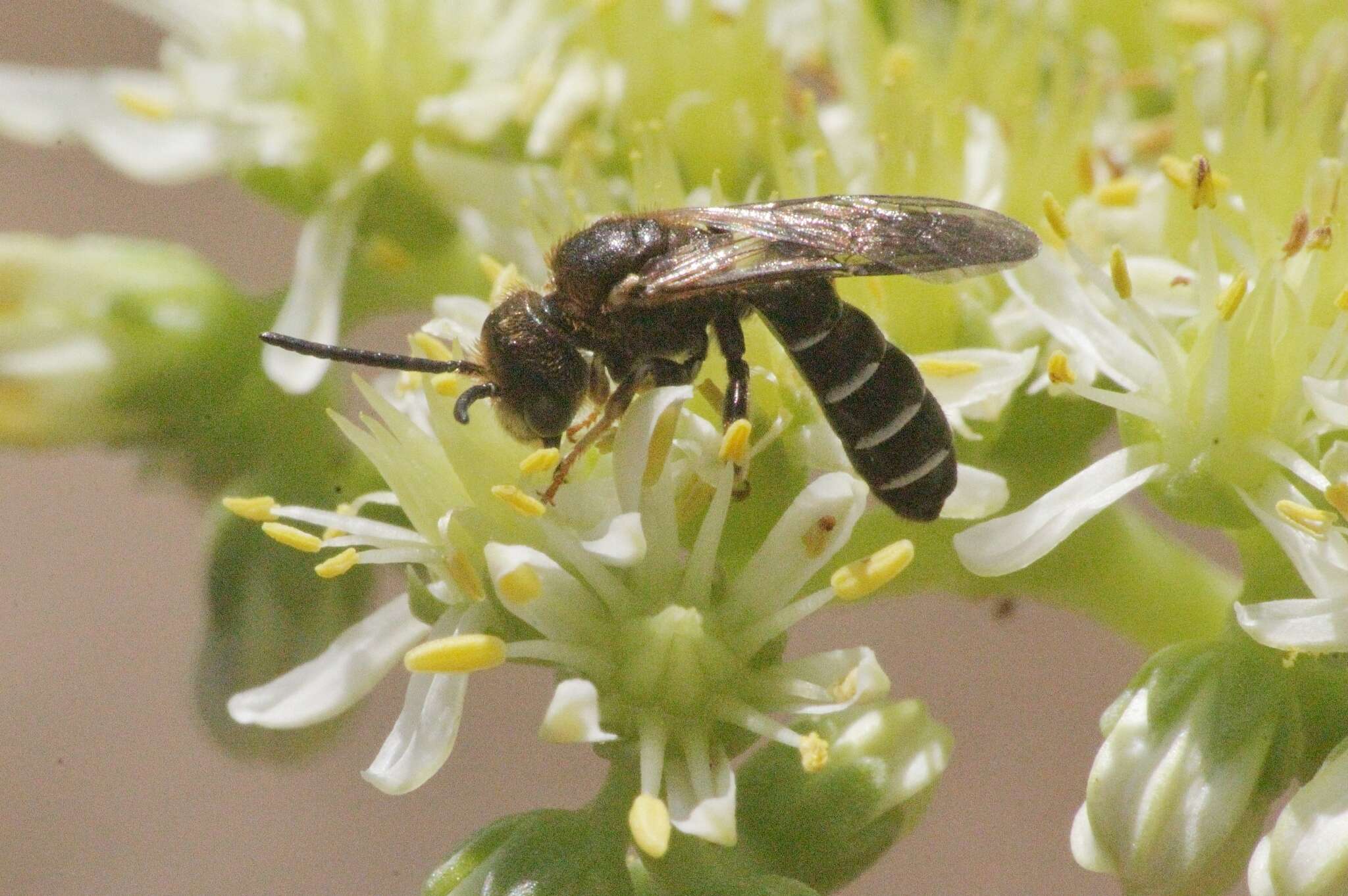 Halictus maculatus Smith 1848的圖片