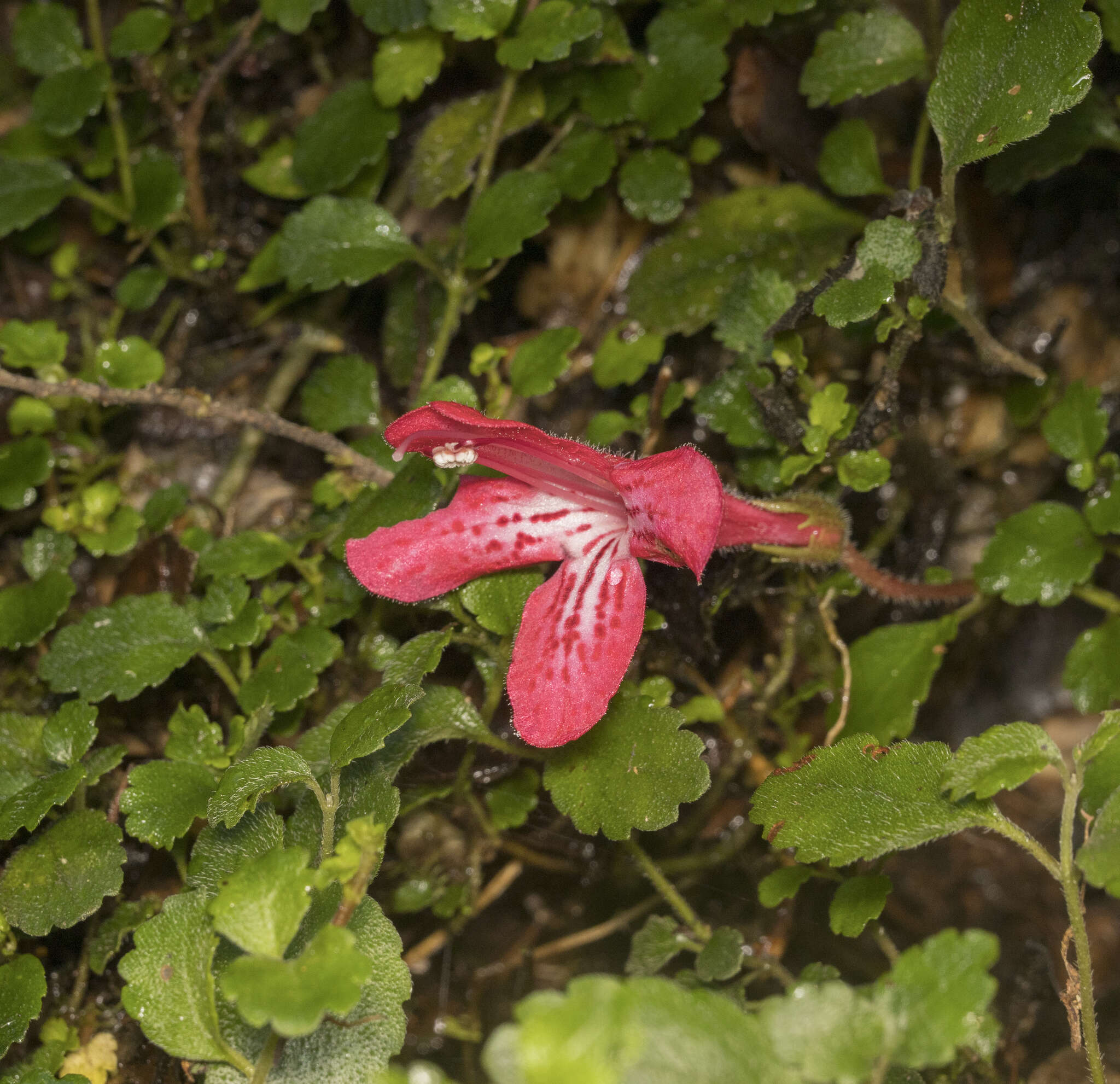 Imagem de Asteranthera ovata (Cav.) Hanst.