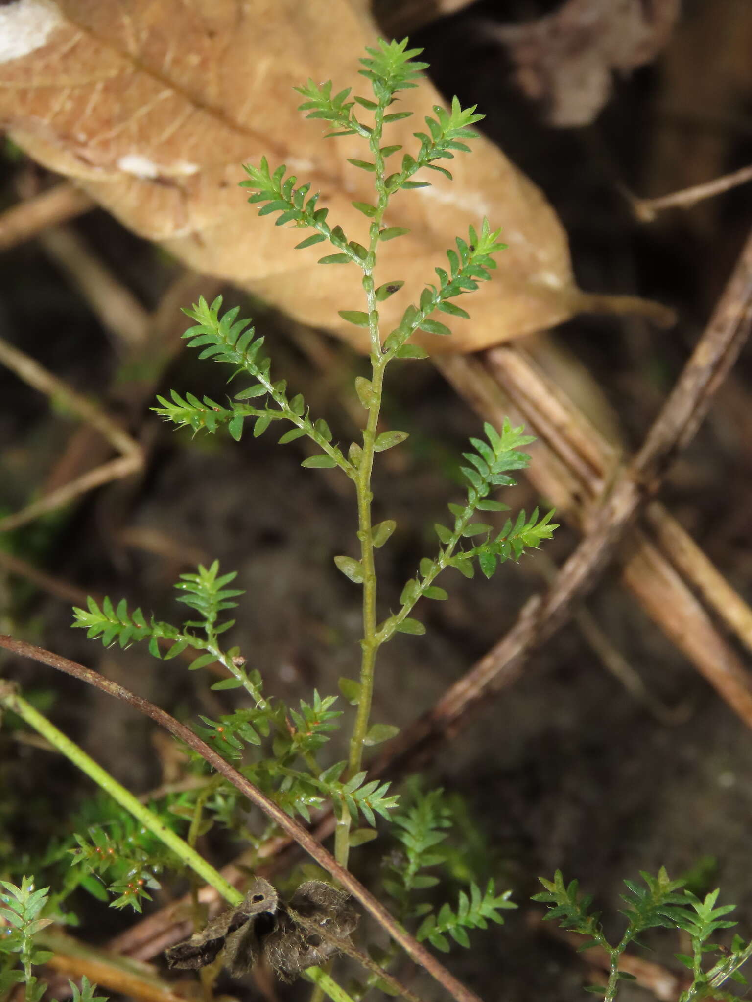 Image of Selaginella aristata Spring