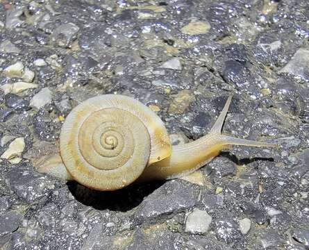 Image of <i>Cathaica fasciola</i>