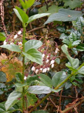 Image of Jungia rugosa Less.