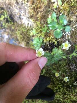 Image of Saxifraga rosacea Moench