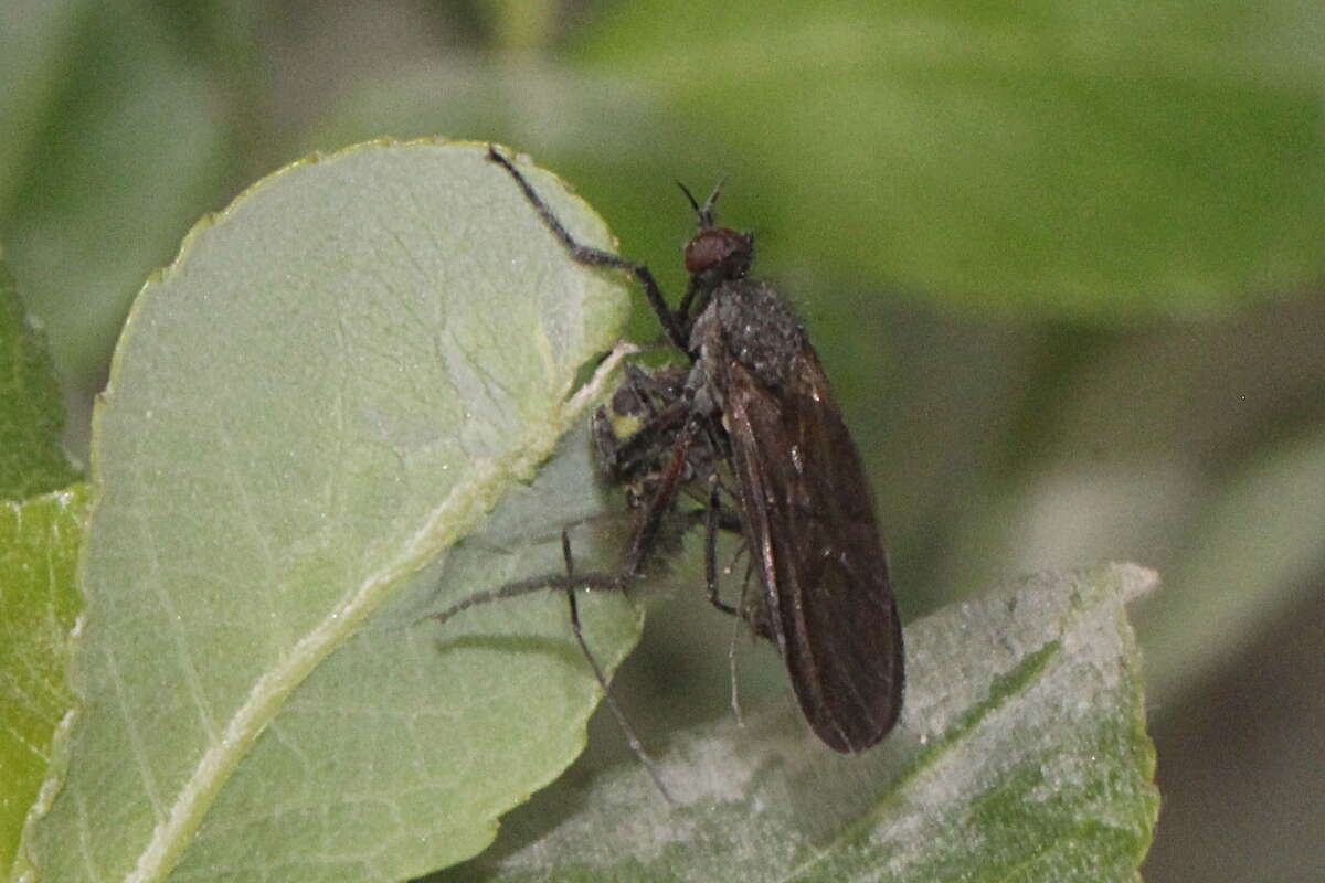 Imagem de Empis borealis Linnaeus 1758