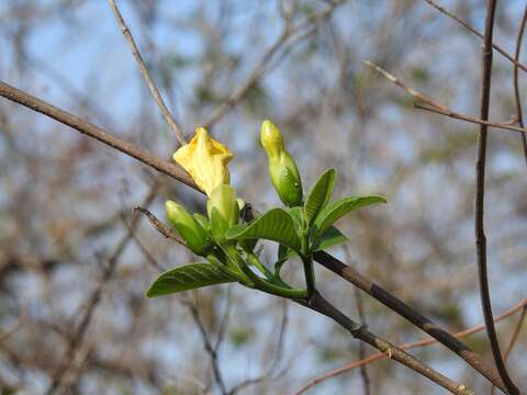 Sivun Tabernaemontana glabra (Benth.) A. O. Simões & M. E. Endress kuva