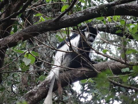 Image of Colobus guereza guereza Rüppell 1835