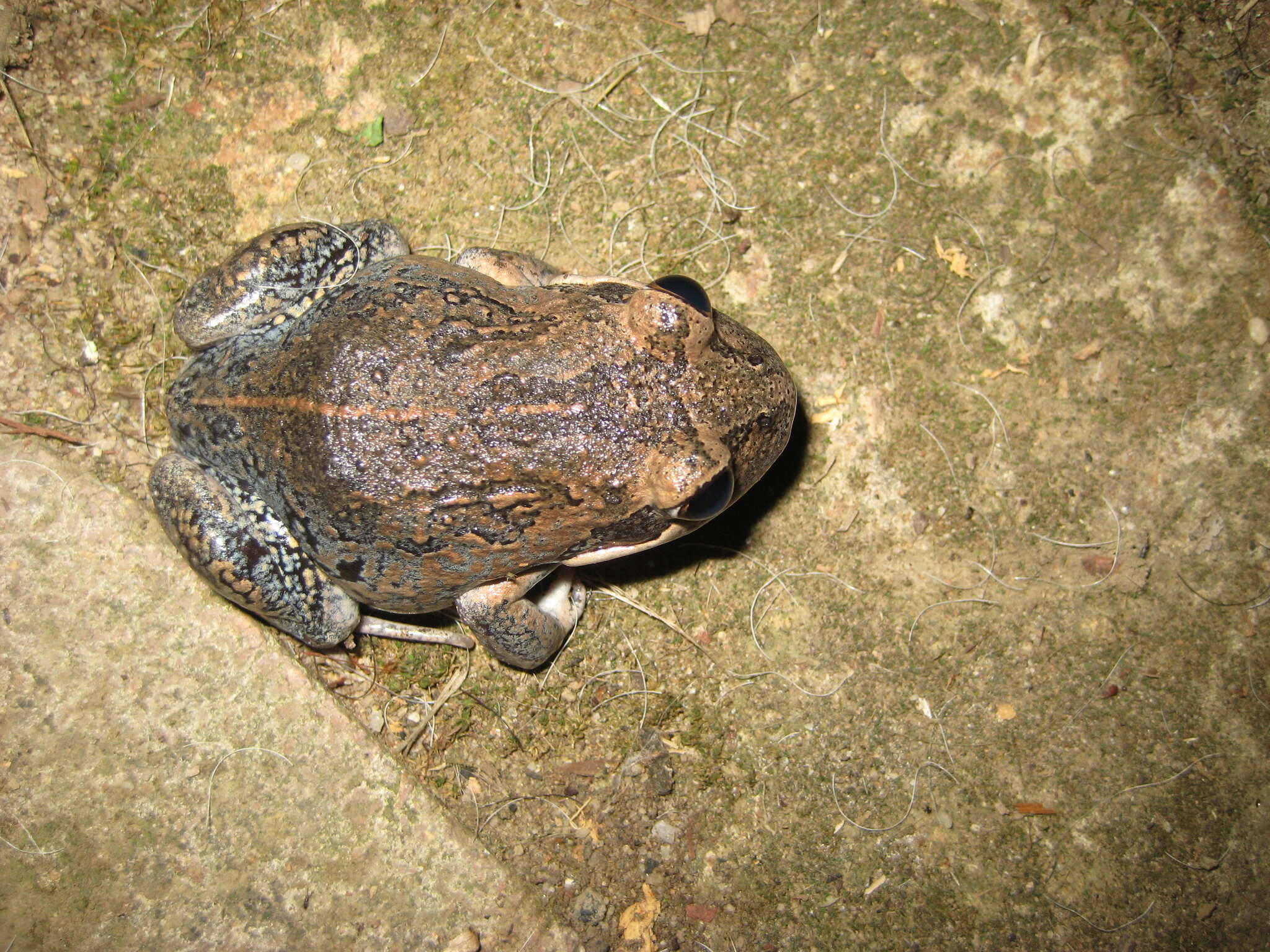 Image of Limnodynastes dumerilii Peters 1863