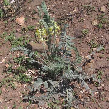 Imagem de Astragalus giganteus S. Wats.