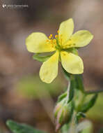 Image of willowleaf frostweed