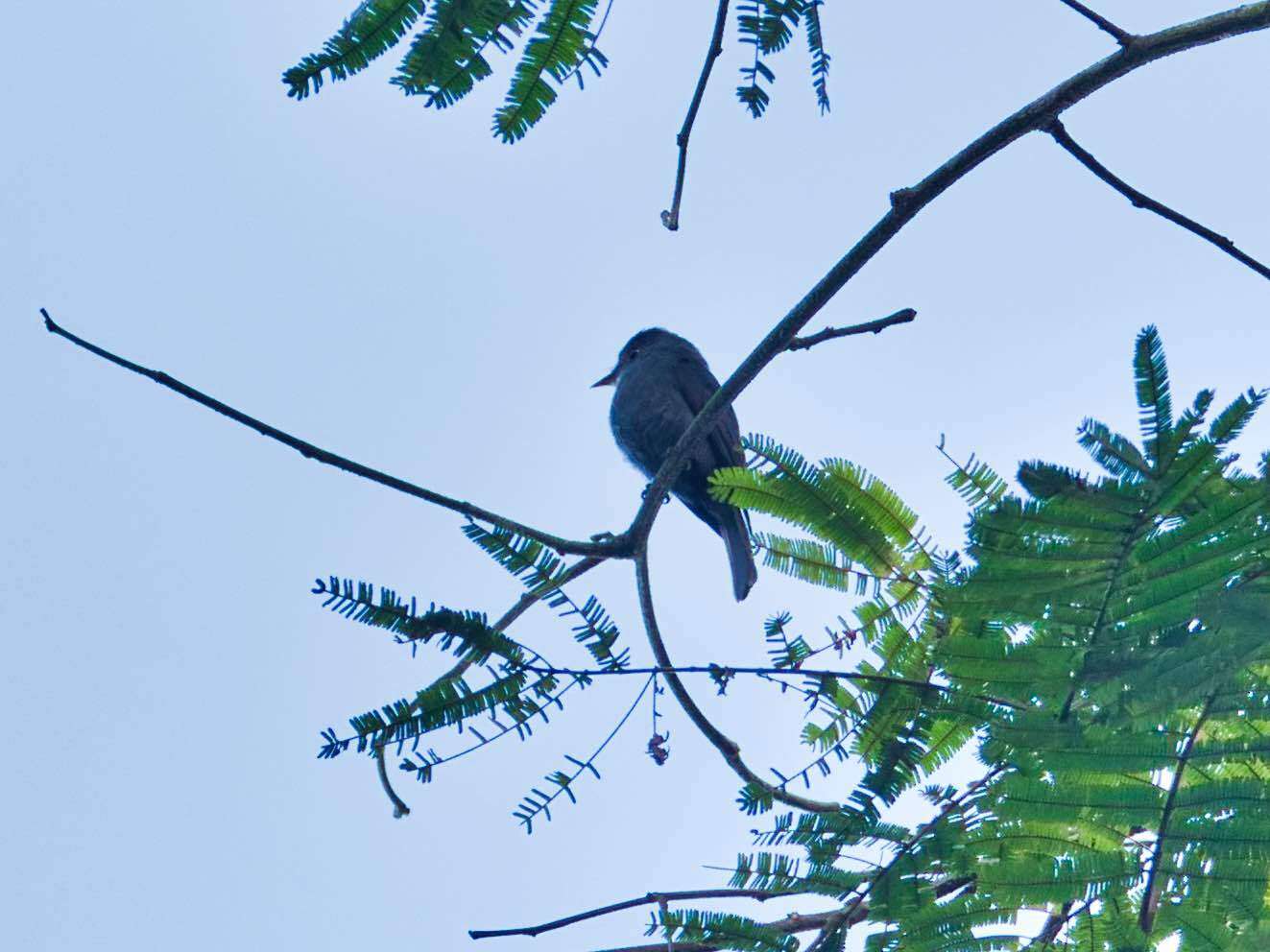 Image of White-throated Pewee