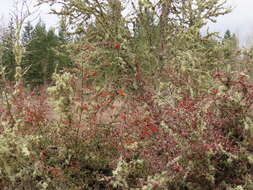 Image de Pyracantha fortuneana (Maxim.) H. L. Li