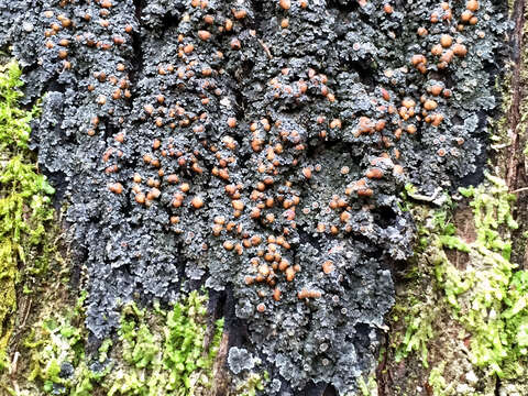 Image of Rimmed shingle lichen