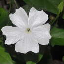 Image of Thunbergia laevis Wall. ex Nees