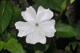 Image of Thunbergia laevis Wall. ex Nees