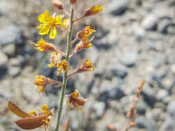 Plancia ëd Hoffmannseggia microphylla Torr.