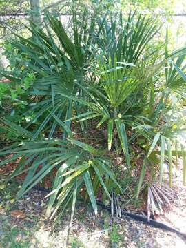 Image of rhapidophyllum