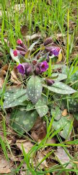 Pulmonaria affinis Jordan resmi