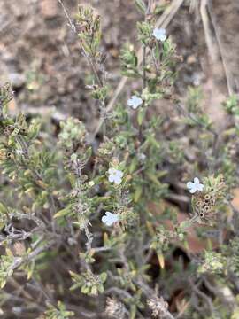 Image of Micromeria hyssopifolia Webb & Berthel.