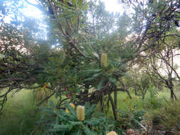 Image of Banksia dentata L. fil.