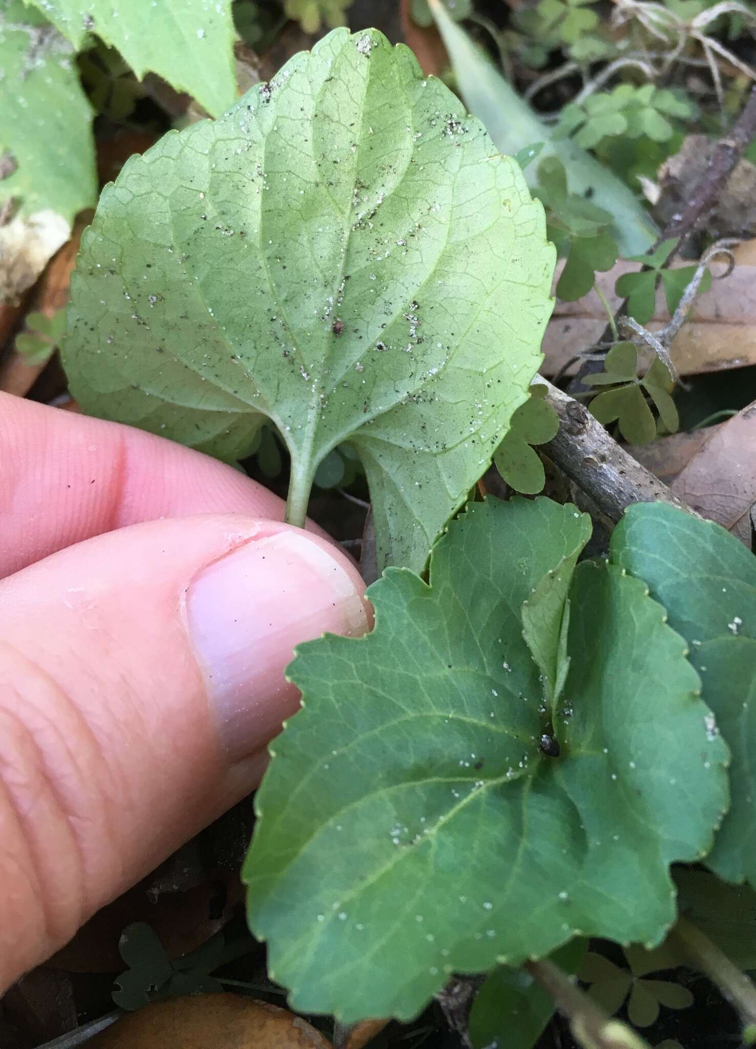 Viola edulis Spach resmi