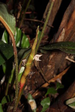 Image of Goeppertia densa (K. Koch & Linden) Borchs. & S. Suárez