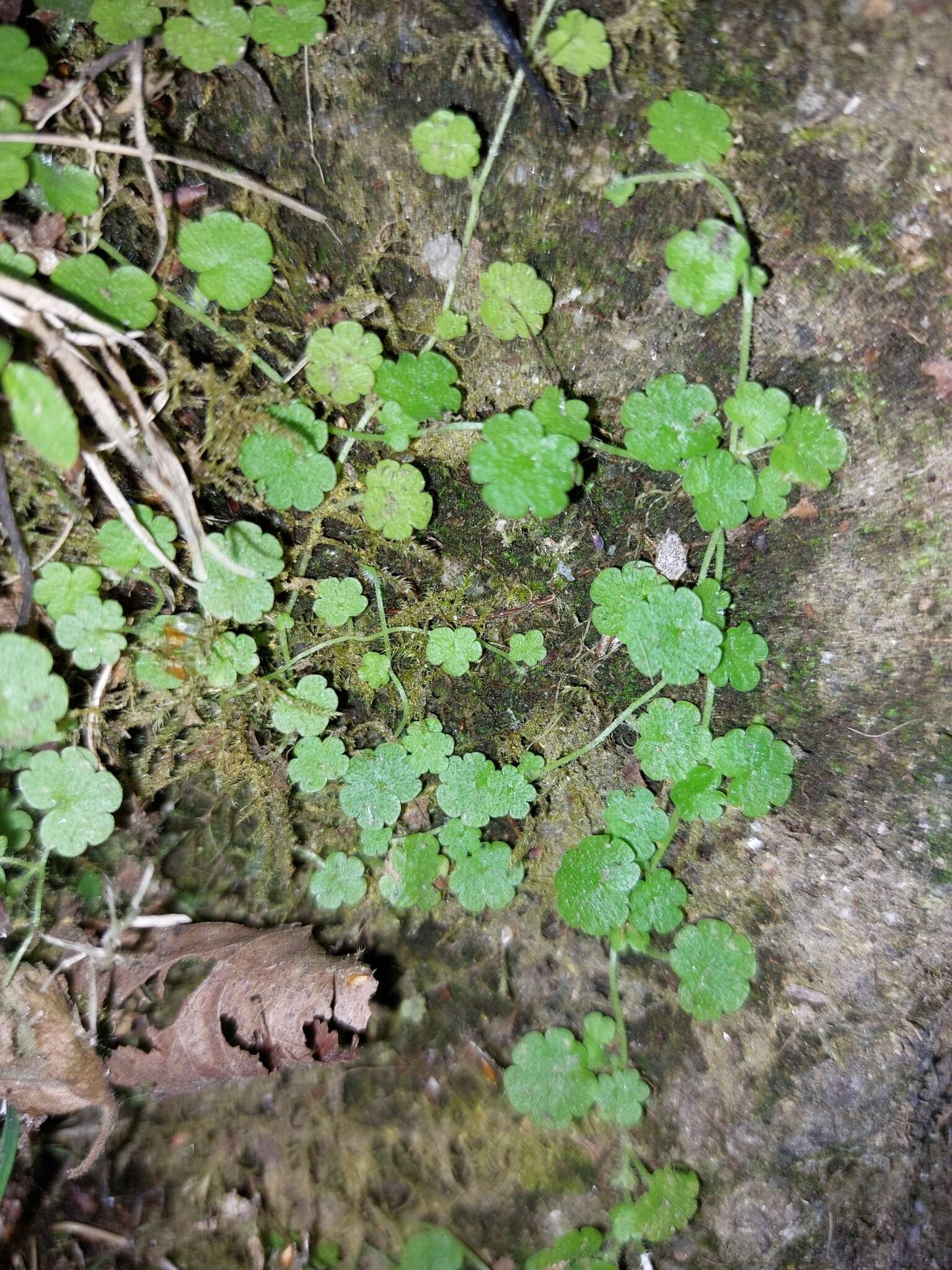 Sibthorpia europaea L. resmi