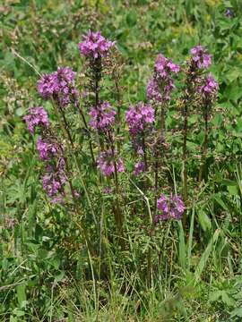 Imagem de Pedicularis anthemifolia subsp. elatior (Regel) Tsoong