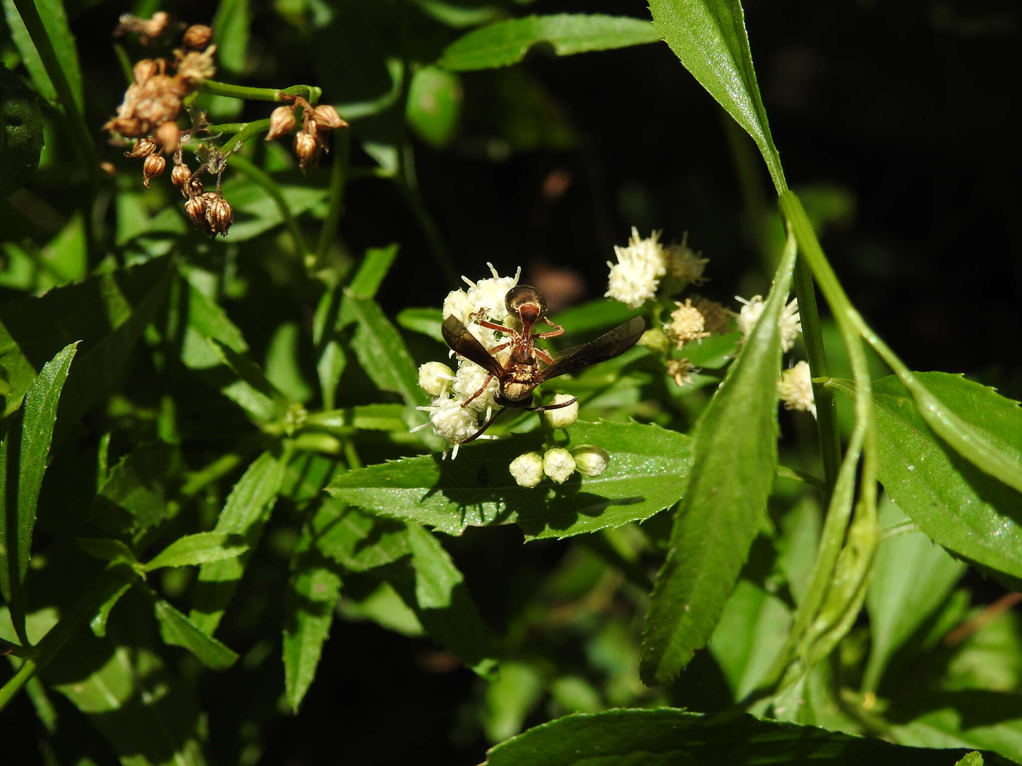 Image de Polybia sericea (Olivier 1792)