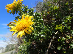 Image of Berkheya coriacea Harv.