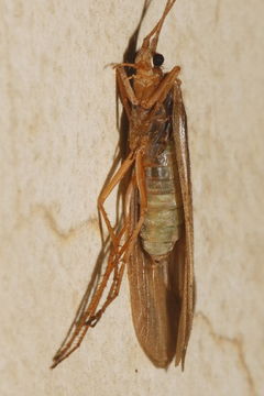 Image of Hesperophylax