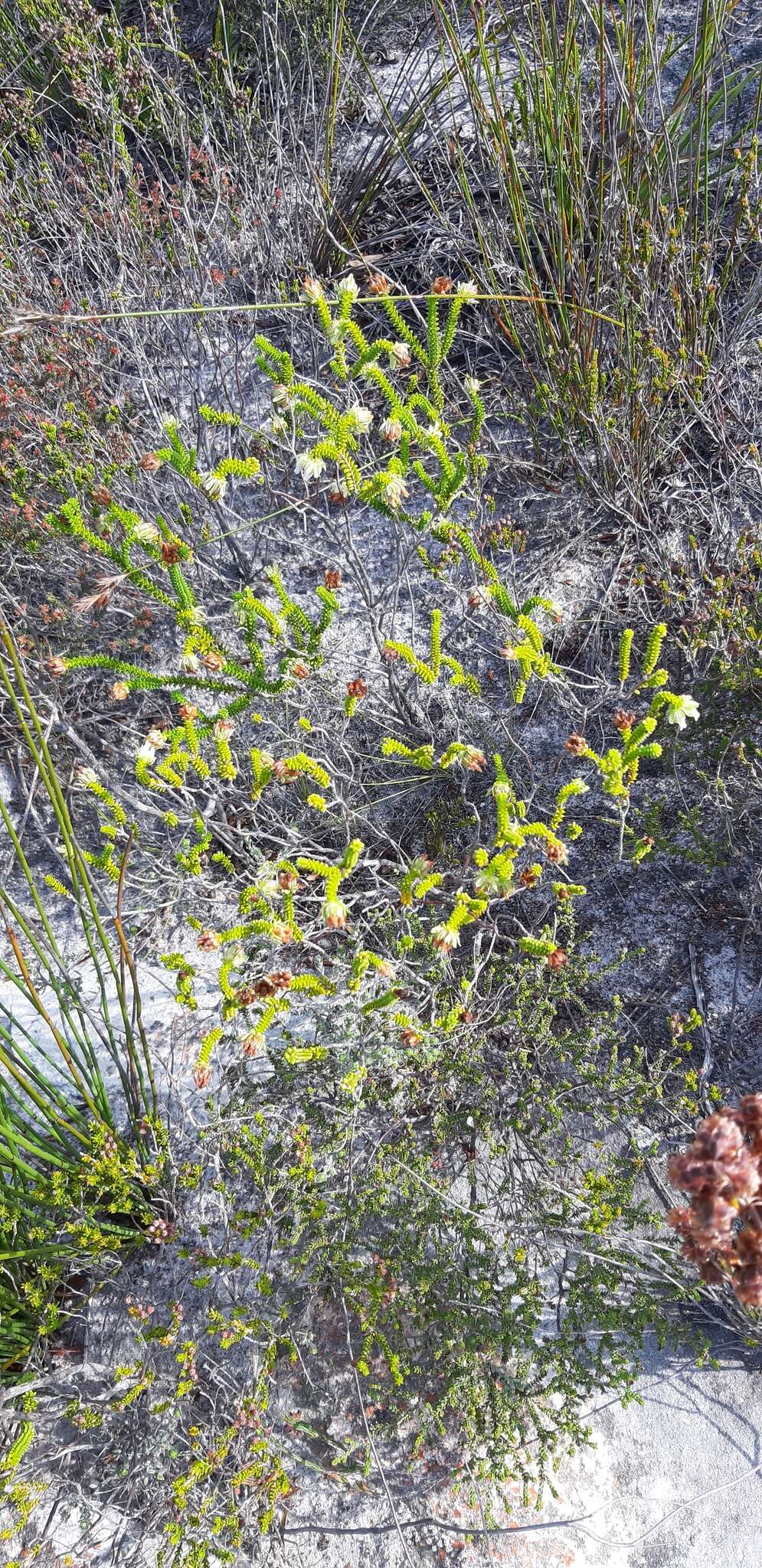 Image of Erica fairii Bolus