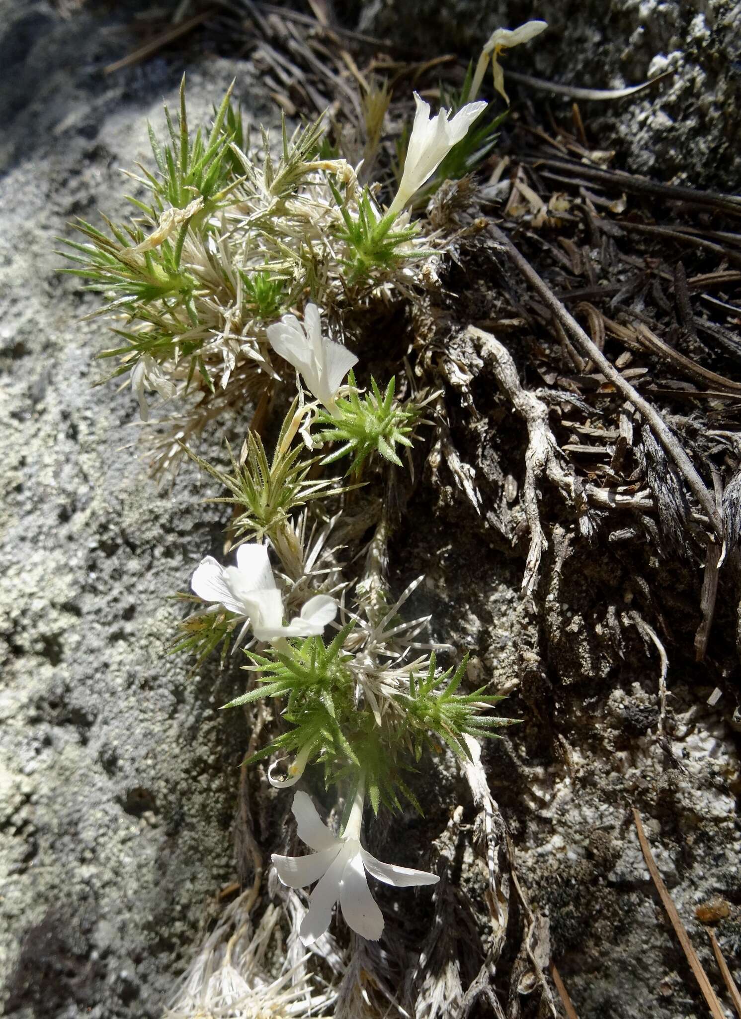 Image of San Jacinto prickly phlox