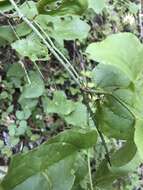 Image de Smilax californica (A. DC.) A. Gray