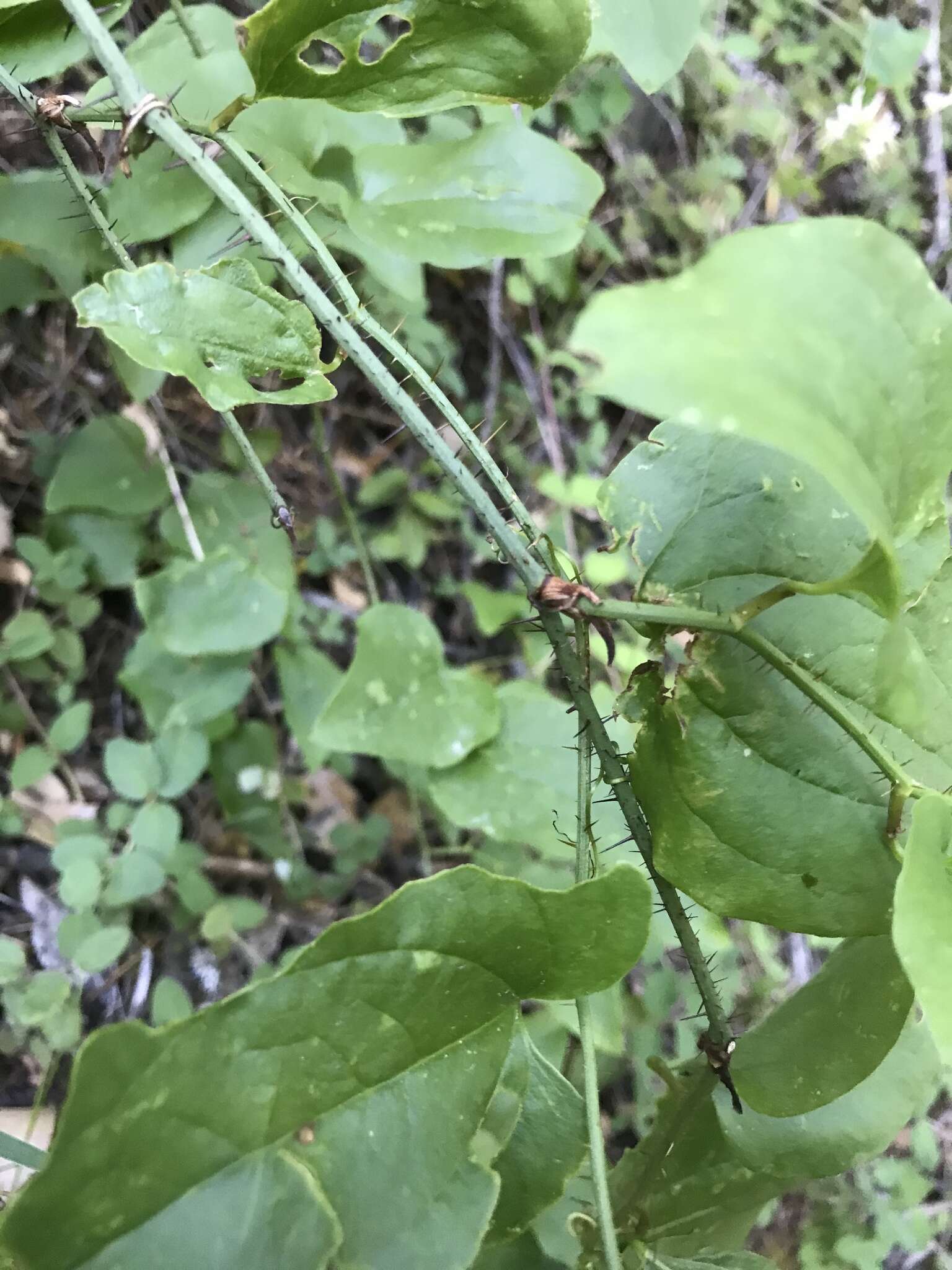 Image de Smilax californica (A. DC.) A. Gray