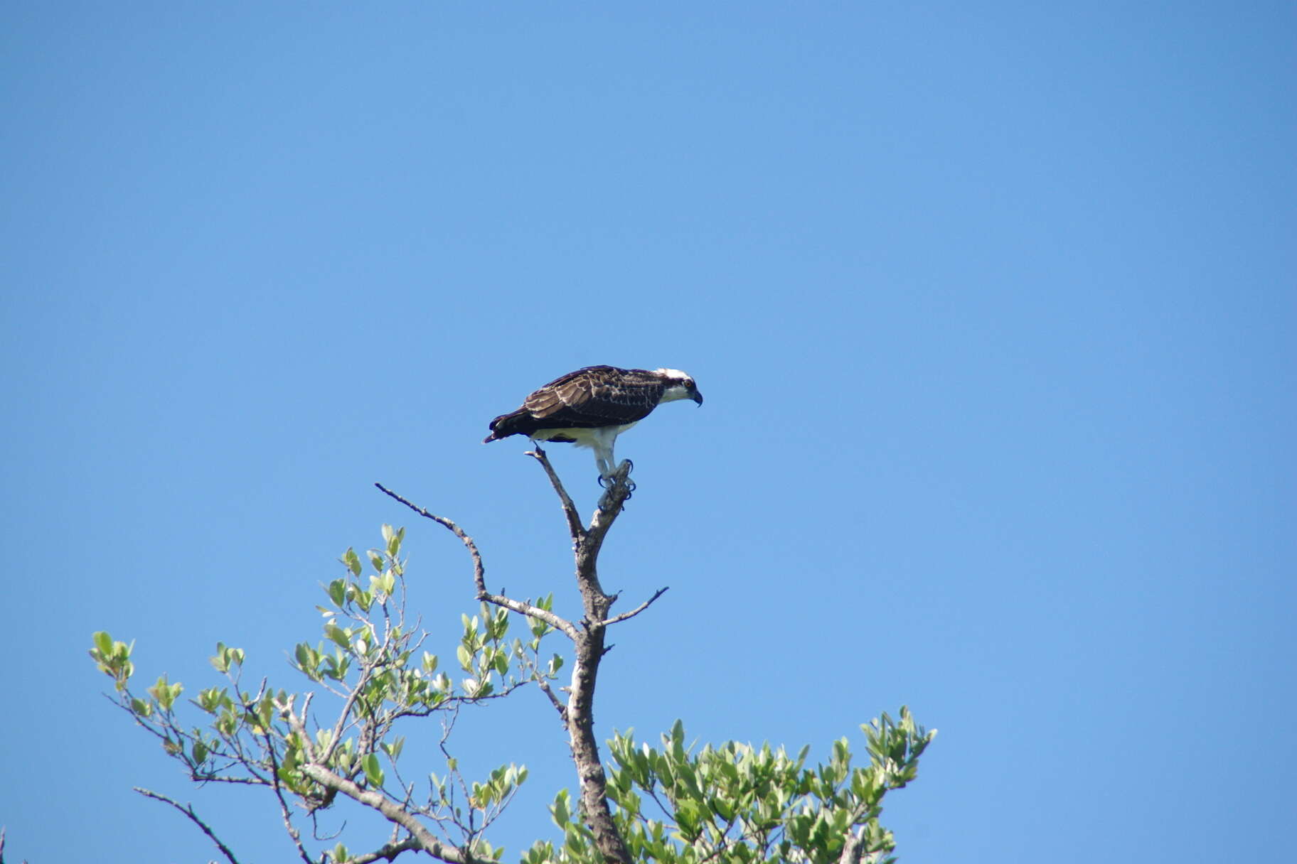 Image of Pandion haliaetus carolinensis (Gmelin & JF 1788)