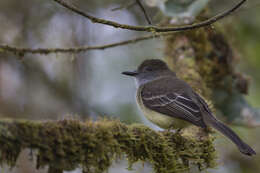 Image of Pale-edged Flycatcher